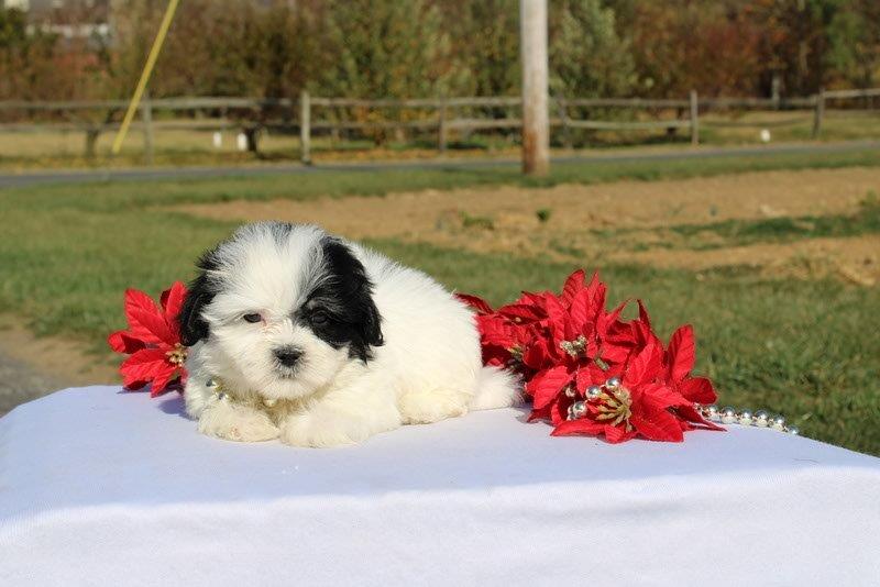 puppy, for, sale, Mal - Shi, Matthew B. Stoltzfus, dog, breeder, Gap, PA, dog-breeder, puppy-for-sale, forsale, nearby, find, puppyfind, locator, puppylocator, aca